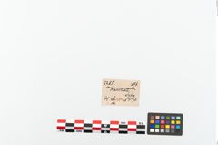 Etikett zu Bronzemehrkopfnadel (NHMW-PRAE-002285)